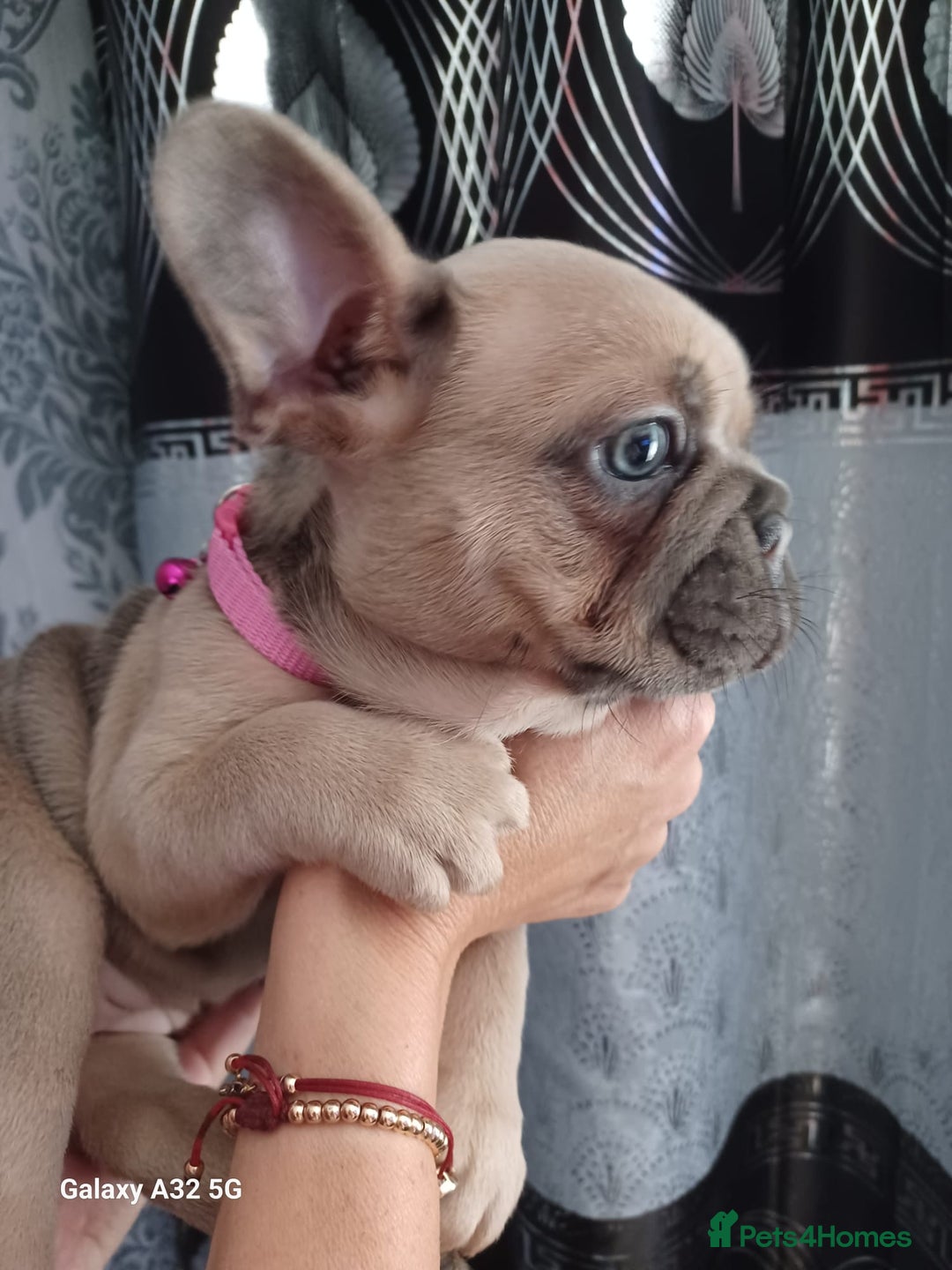 French Bulldog dogs for sale: French bulldog puppies - Image 4