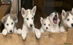 Utonagan dogs for sale: Husky x malamute  - Image 9