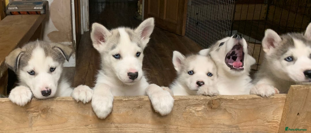 Utonagan dogs for sale: Husky x malamute  - Image 9