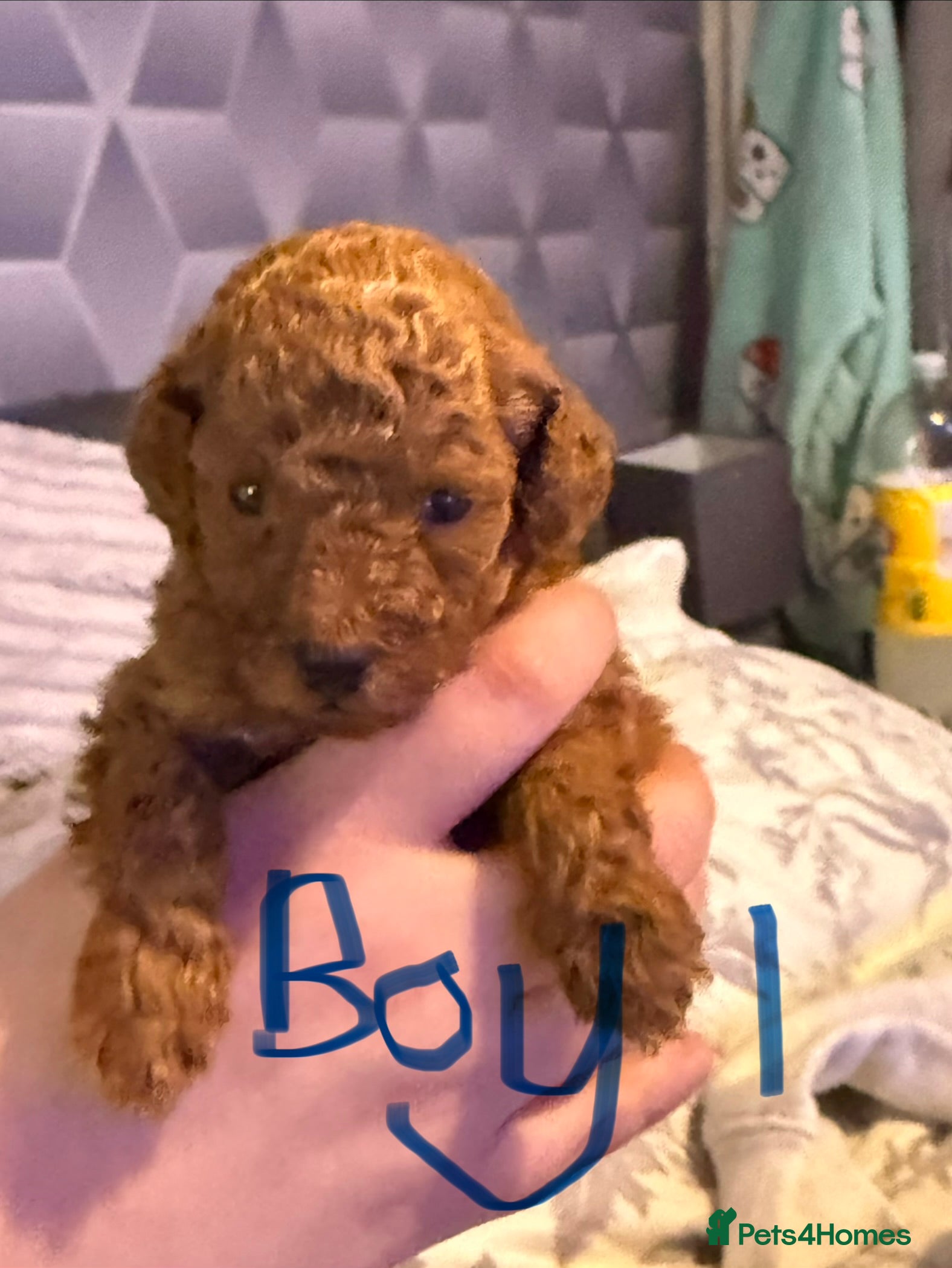 Toy Poodle dogs 5🌟 red toy poodles 🏆 champion bloodline 🏆 - Advert 7