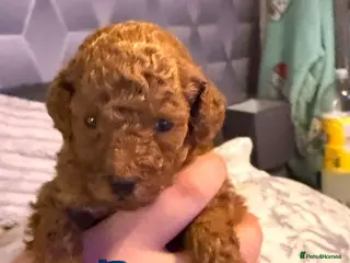 Toy Poodle dogs 5🌟 red toy poodles 🏆 champion bloodline 🏆 - Advert 7