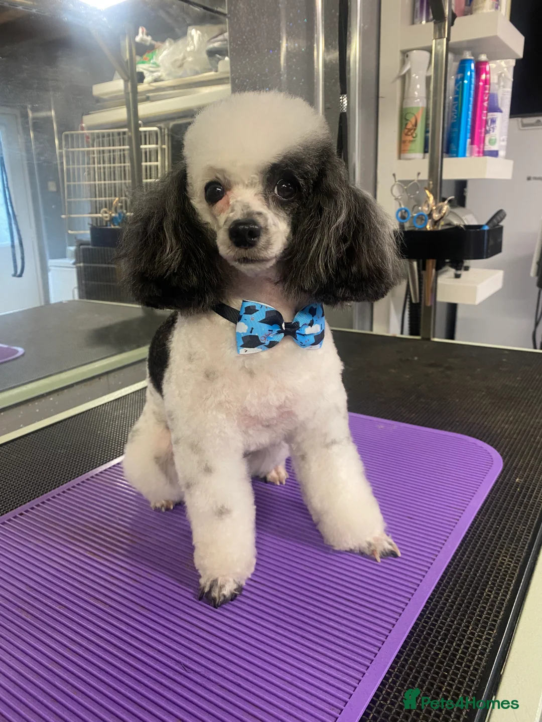 Toy Poodle dogs for stud: Tiny Asian toy poodle 8 inch tall  in Maesteg - Advert 2