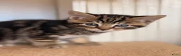 Mixed Breed cats for sale: Gorgeous Tabby Kittens - Advert 10