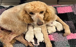 Goldendoodle dogs for sale: 💛F1 Castlecorrie Goldendoodle💛 - Advert 2