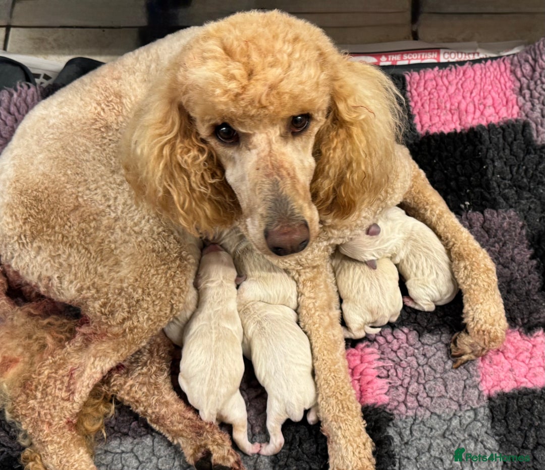 Goldendoodle dogs for sale: 💛F1 Castlecorrie Goldendoodle💛 - Advert 2