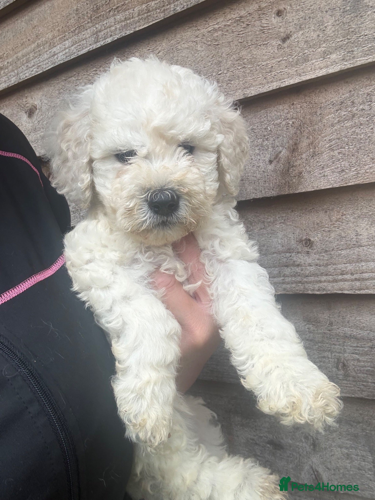 Goldendoodle dogs Goldendoodle puppies 1 girl available  - Advert 2