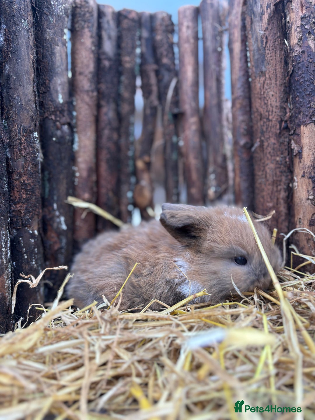 Mini Lop rabbits for sale: Mini lops  - Advert 6