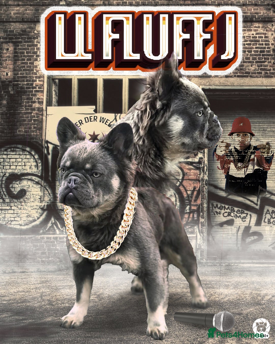 French Bulldog dogs for stud: FLUFFY LILAC TAN FRENCH BULLDOG CARYING TESTABLE in Haywards Heath - Image 3