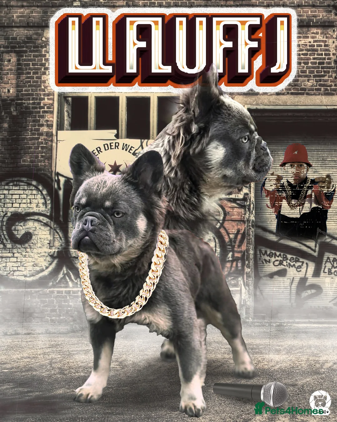 French Bulldog dogs for stud: FLUFFY LILAC TAN FRENCH BULLDOG CARYING TESTABLE in Haywards Heath - Advert 3