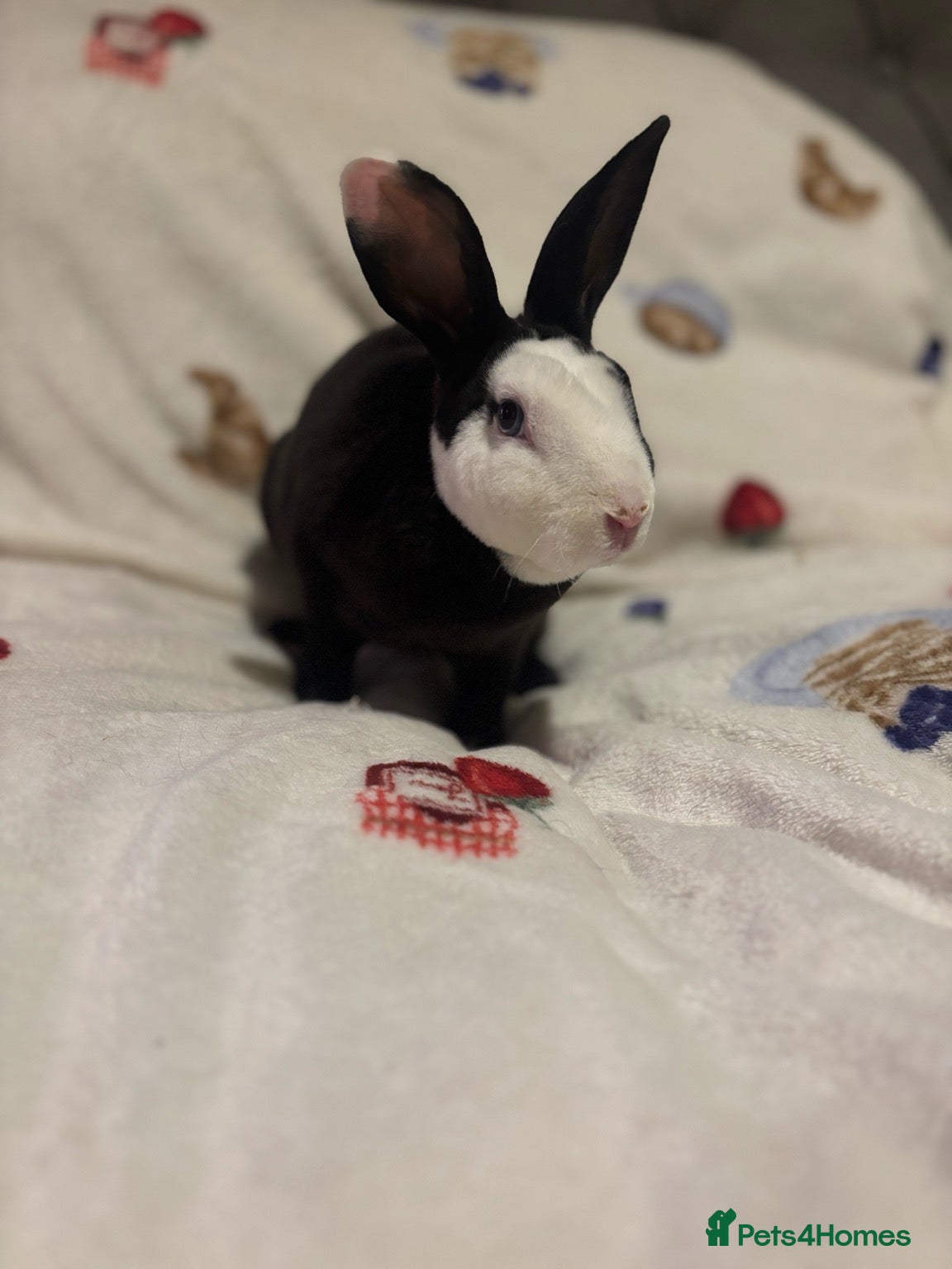 Rex rabbits Stunning mini Rex READY NOW 🫶🏻 - Advert 1