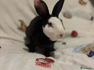 Rex rabbits Stunning mini Rex READY NOW 🫶🏻 - Advert 1