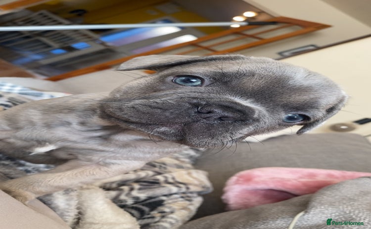 French Bulldog dogs - Advert 8