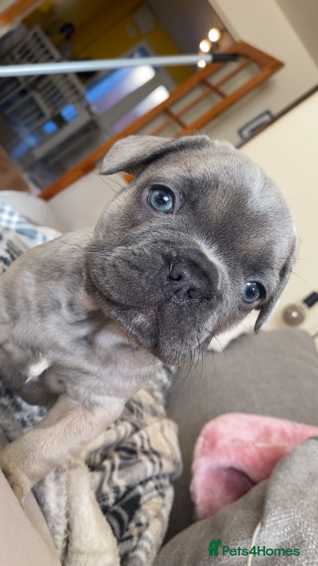 French Bulldog dogs for sale: Frenchbull dogs for sale  - Image 1