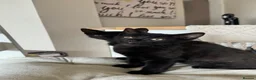 Mixed Breed cats for sale: Two Gorgeous Black Kittens - Advert 1