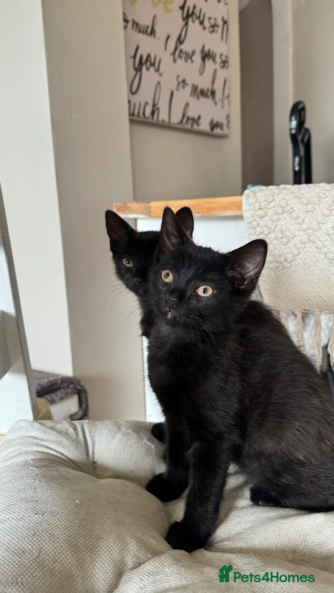 Mixed Breed cats for sale: Two Gorgeous Black Kittens - Advert 1