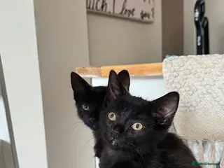 Mixed Breed cats Two Gorgeous Black Kittens - Advert 1