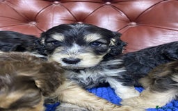 Cockapoo dogs for sale: F1 Gen Cockapoo Puppies - Image 16