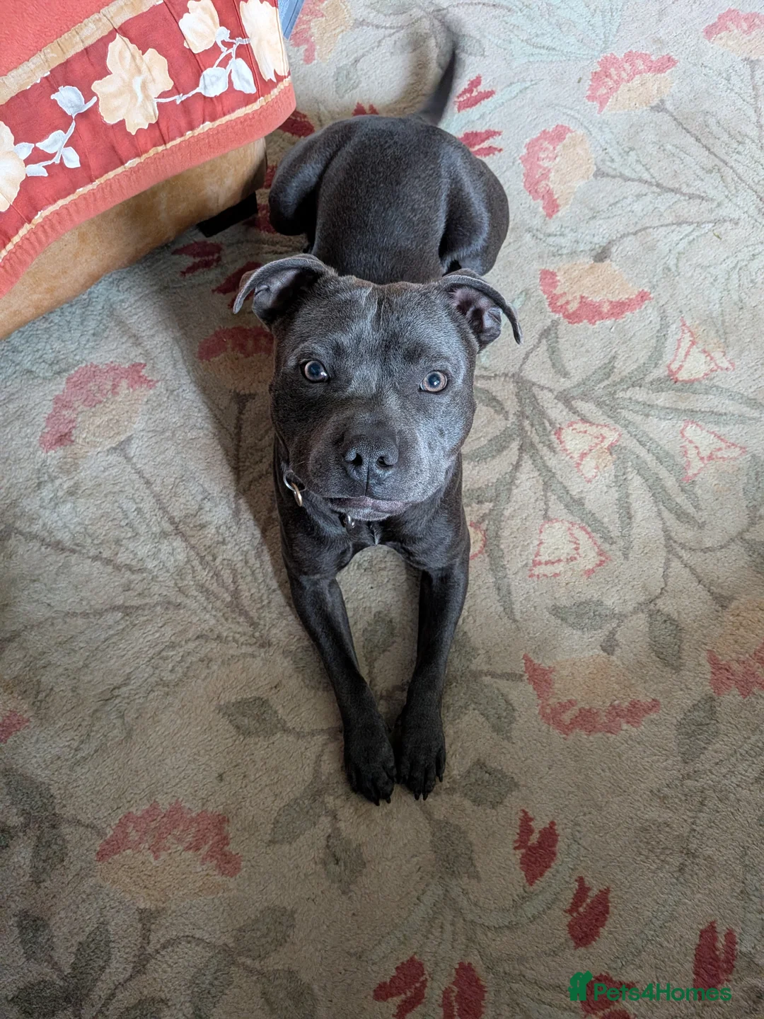 Staffordshire Bull Terrier dogs for sale: Blue Staffordshire Bull Terrier - Advert 2