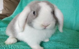 Mini Lop rabbits for sale: Baby mini lop for sale  - Image 2