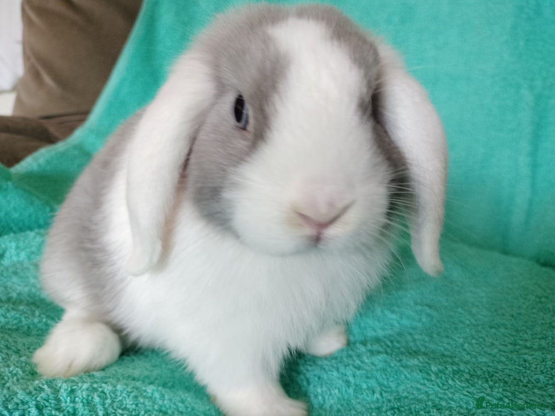 Mini Lop rabbits for sale: Baby mini lop for sale  - Image 2