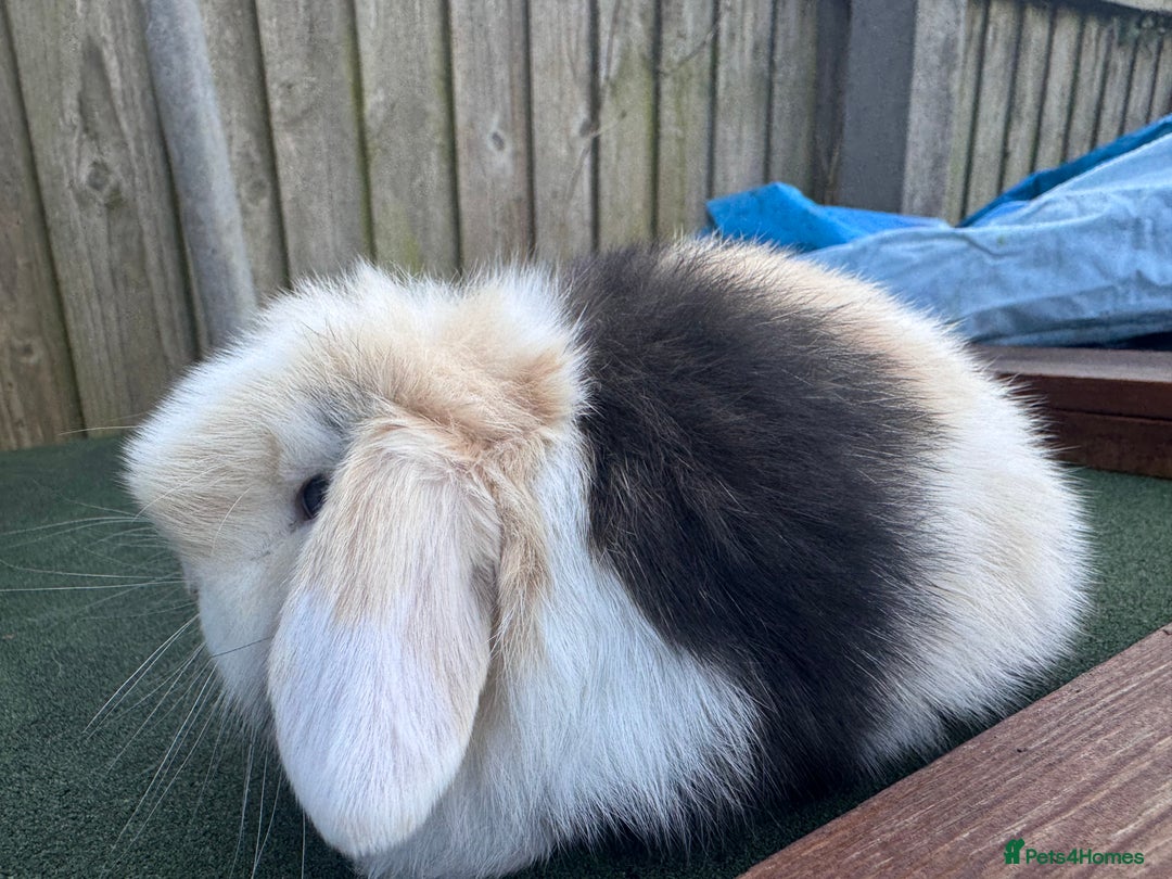 Mini Lop rabbits for sale: TOP QUALITY baby mini lops - Image 5