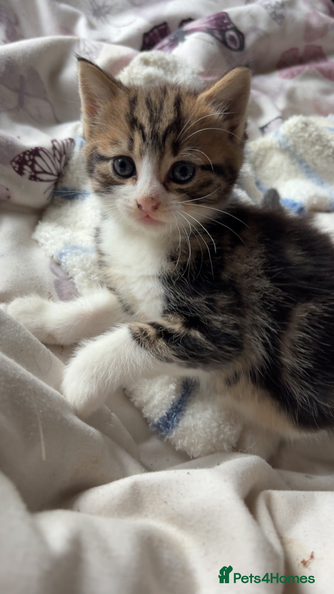 Mixed Breed cats for sale: Five tabby shorthair and longhair kittens - Advert 14