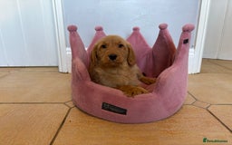 Labradoodle dogs for sale: ⭐️⭐️ Stunning F1 Miniature Labradoodles ⭐️⭐️ - Advert 25