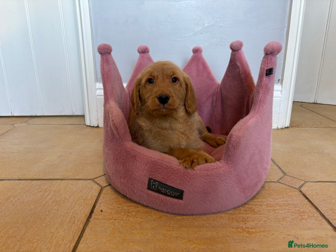 Labradoodle dogs for sale: ⭐️⭐️ Stunning F1 Miniature Labradoodles ⭐️⭐️ - Advert 25