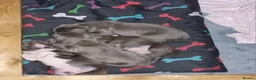 Staffordshire Bull Terrier dogs for sale: Stunning staffy girls - Advert 4