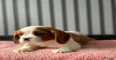 Cavalier King Charles Spaniel dogs - Advert 7