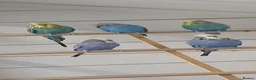 Budgerigars birds for sale: Adult budgies ready now !!!! Don't miss out  in Colchester - Advert 6