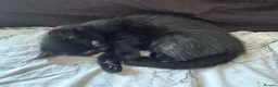 Mixed Breed cats for sale: Male Black Kitten - Advert 3