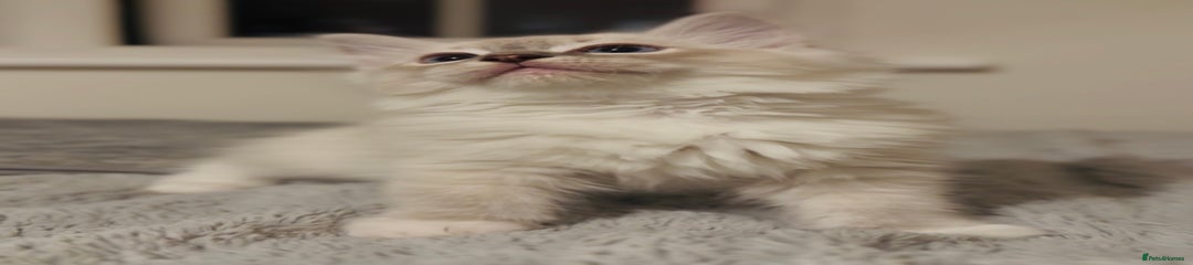 Ragdoll Kitten 3