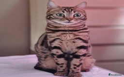 Bengal cats for sale: Lovely bengal kittens(Tica reg.)😍 - Image 39