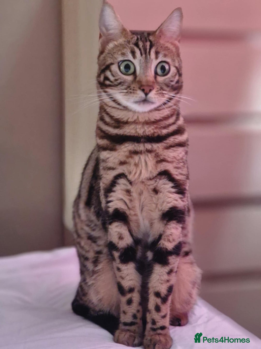 Bengal cats for sale: Lovely bengal kittens(Tica reg.)😍 - Image 39