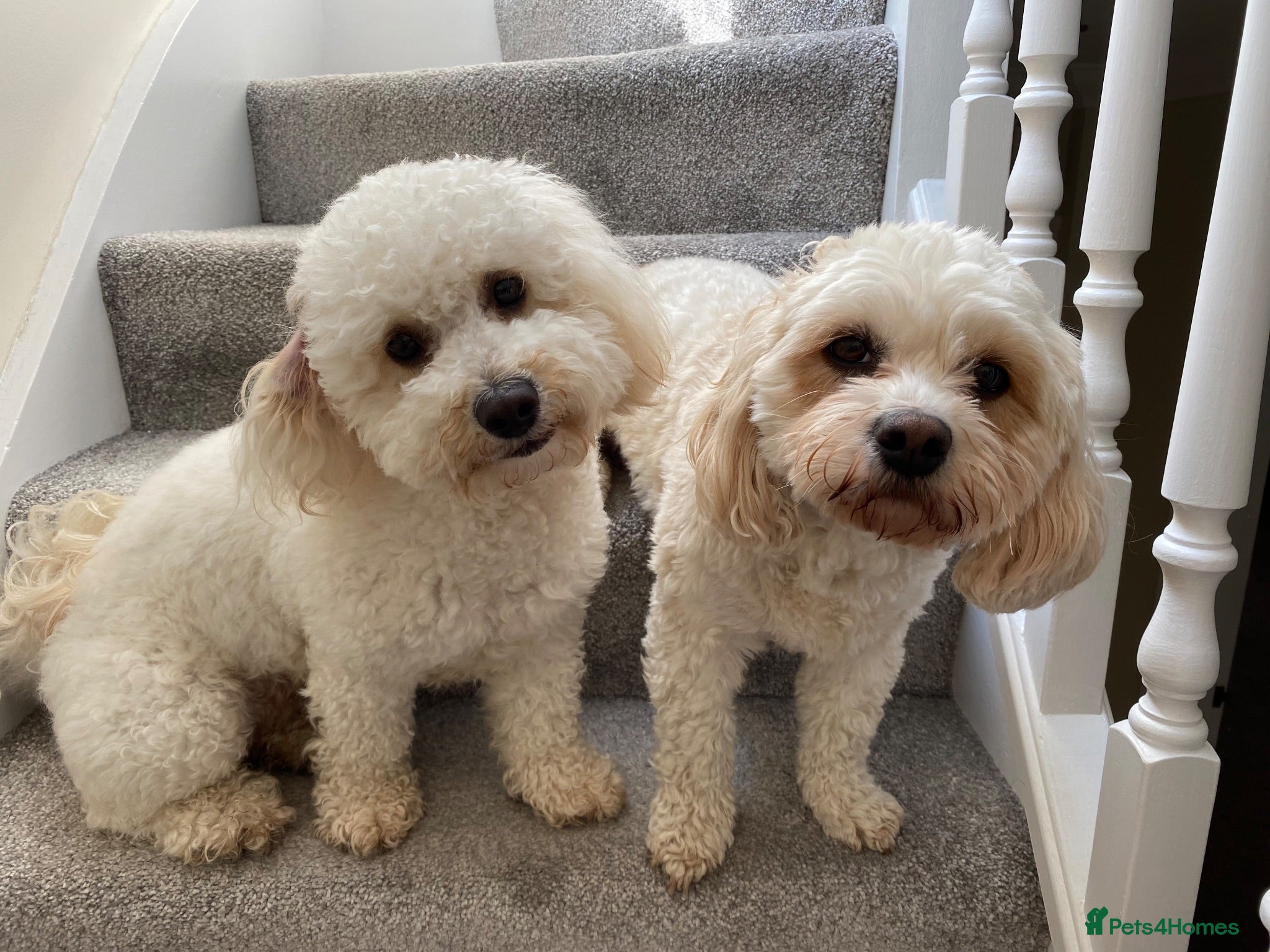 Cavapoochon dogs Cavapoochon puppies - Advert 4