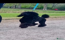 Cavapoo dogs for sale: F1 Cavapoos  - Image 18