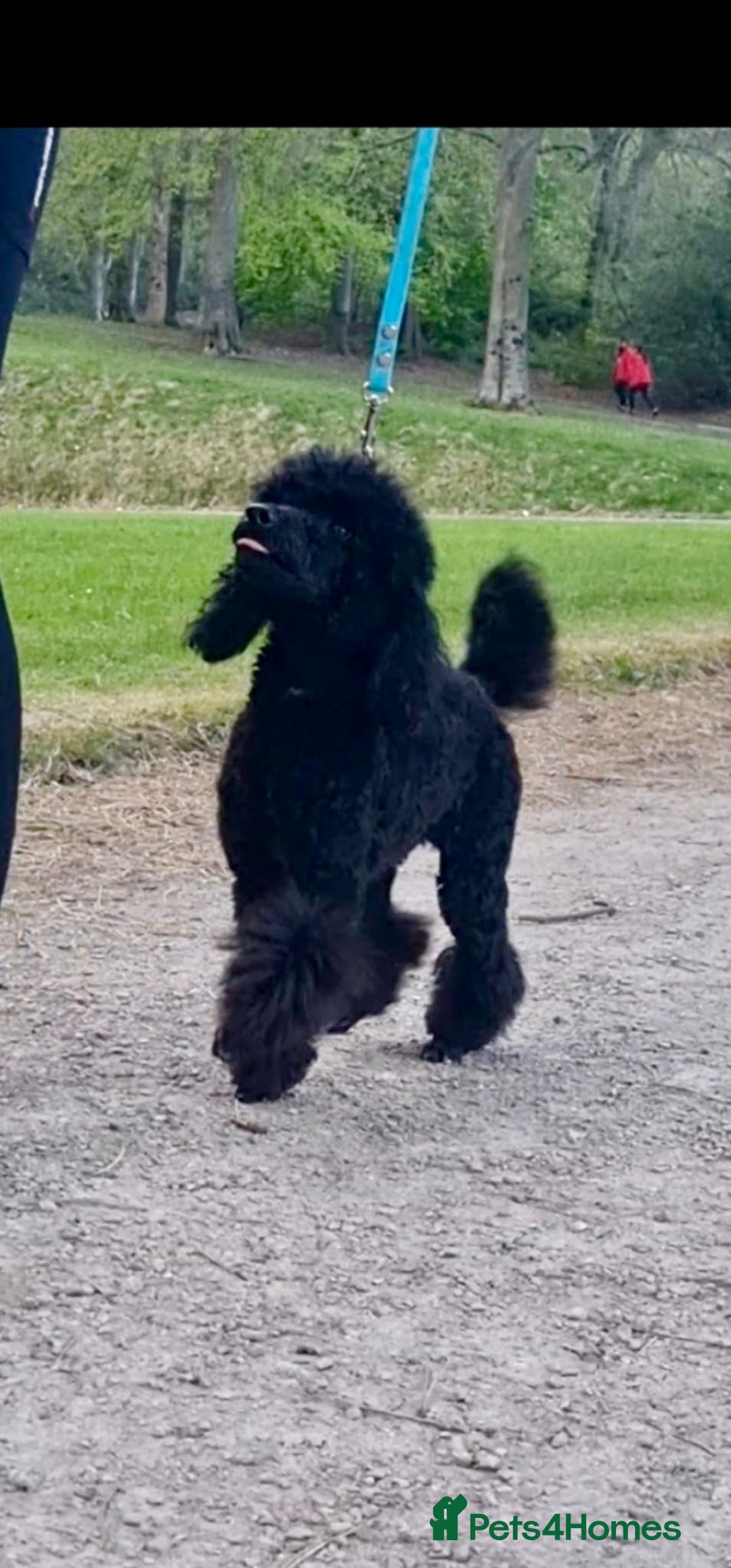 Cavapoo dogs for sale: F1 Cavapoos  - Image 18