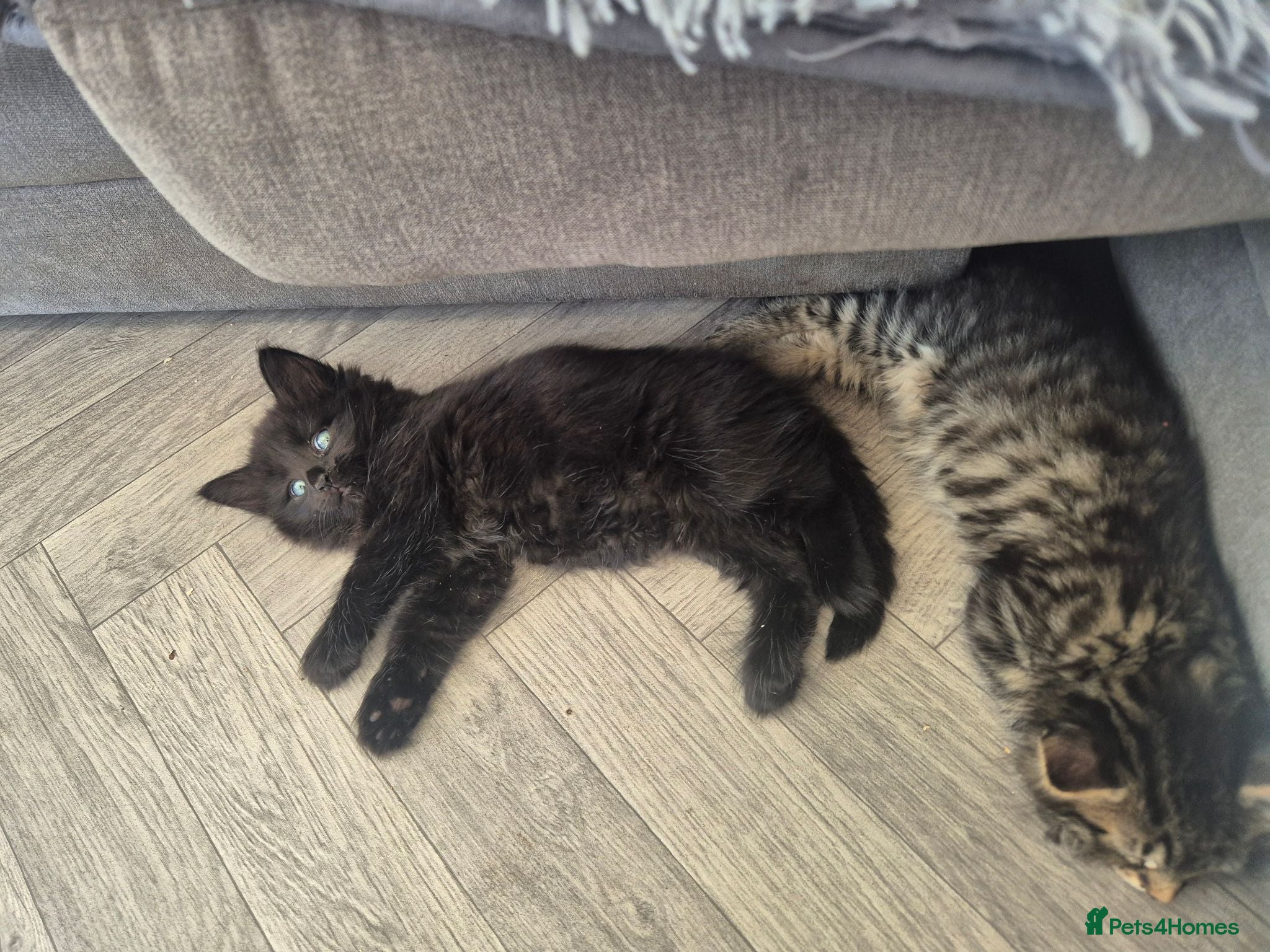 Norwegian Forest Cat cats Fluffy mixed norweigan forest and tabby - Advert 2