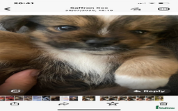 Mixed Breed dogs for sale: Lhasa Apso/ Jackhuahua puppies  - Image 19
