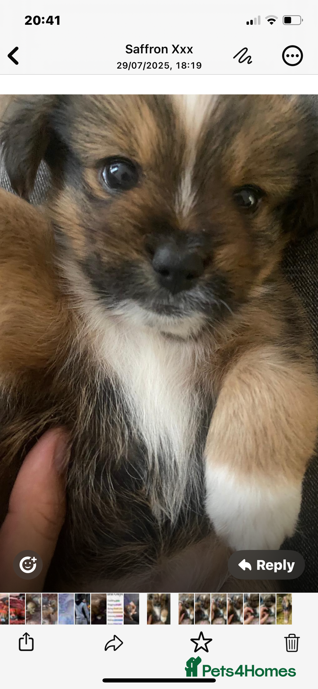 Mixed Breed dogs for sale: Lhasa Apso/ Jackhuahua puppies  - Image 19