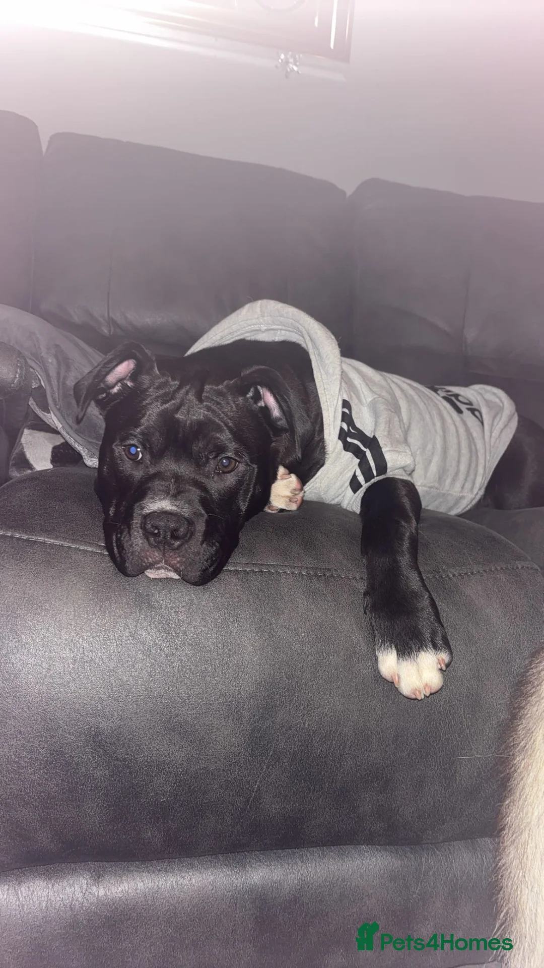 Mixed Breed dogs for sale: Buster seeking forever home !  in Newcastle upon Tyne - Advert 2