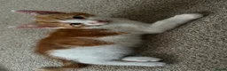 Mixed Breed cats for sale: Ginger male, colored females - Advert 5