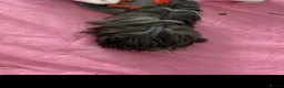 Guinea Pig rodents for sale: Male guinea pig  - Advert 7