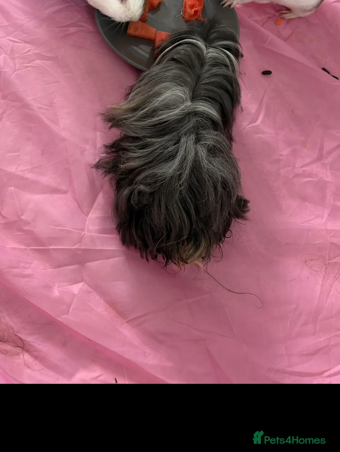 Guinea Pig rodents for sale: Male guinea pig  - Advert 7