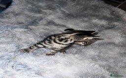 Domestic Shorthair cats for sale: Beautiful Kittens looking for a forever home - Image 9