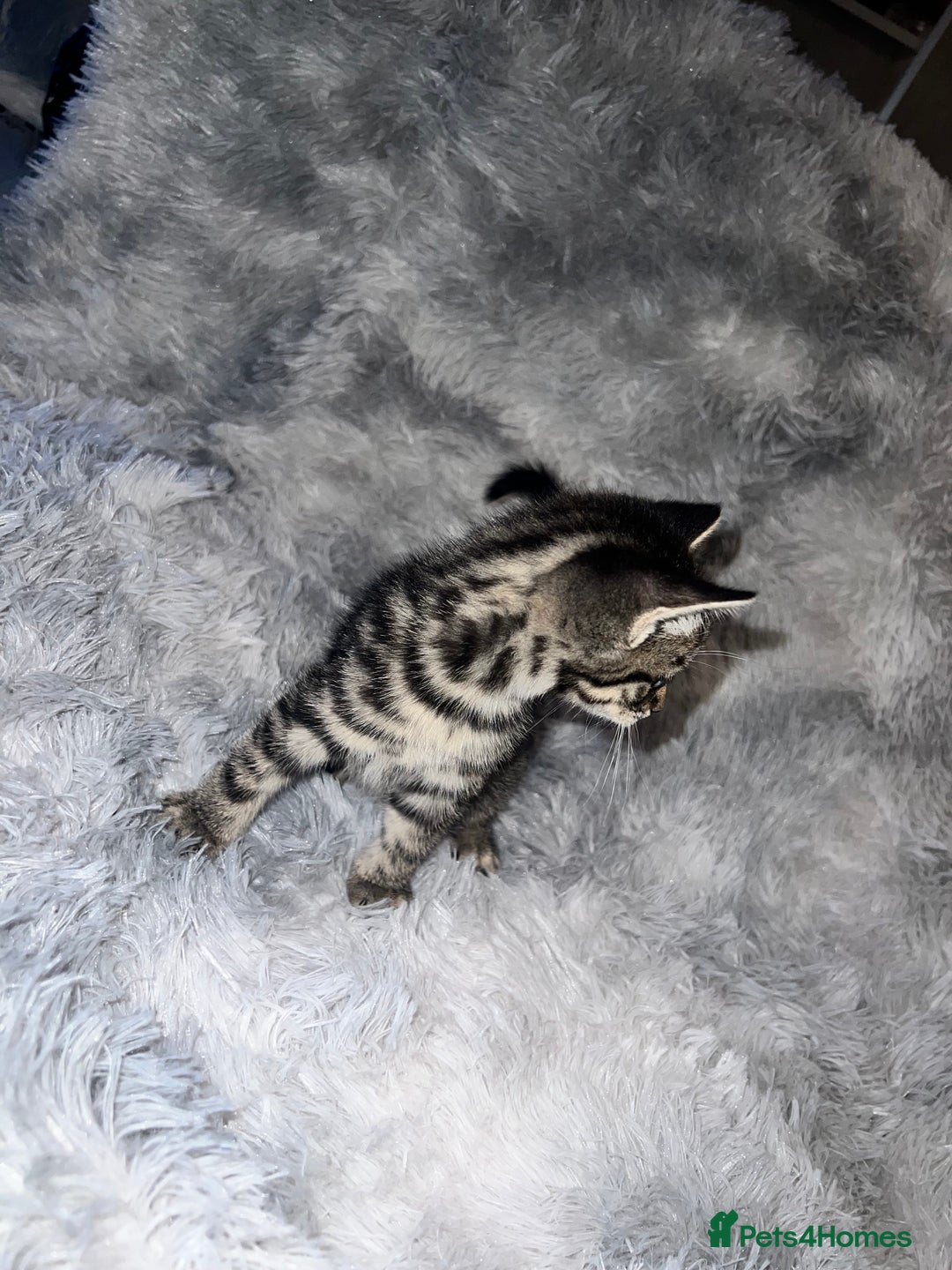 Domestic Shorthair cats for sale: Beautiful Kittens looking for a forever home - Image 9