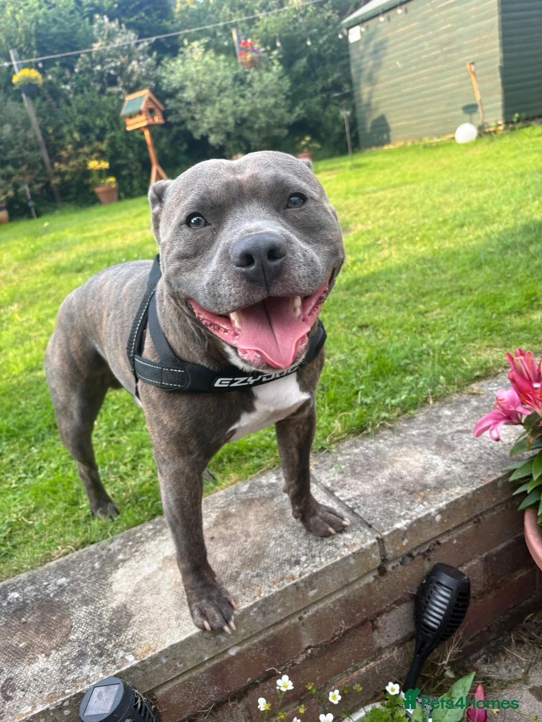 Mixed Breed dogs for sale: Staffy X puppies  - Advert 21