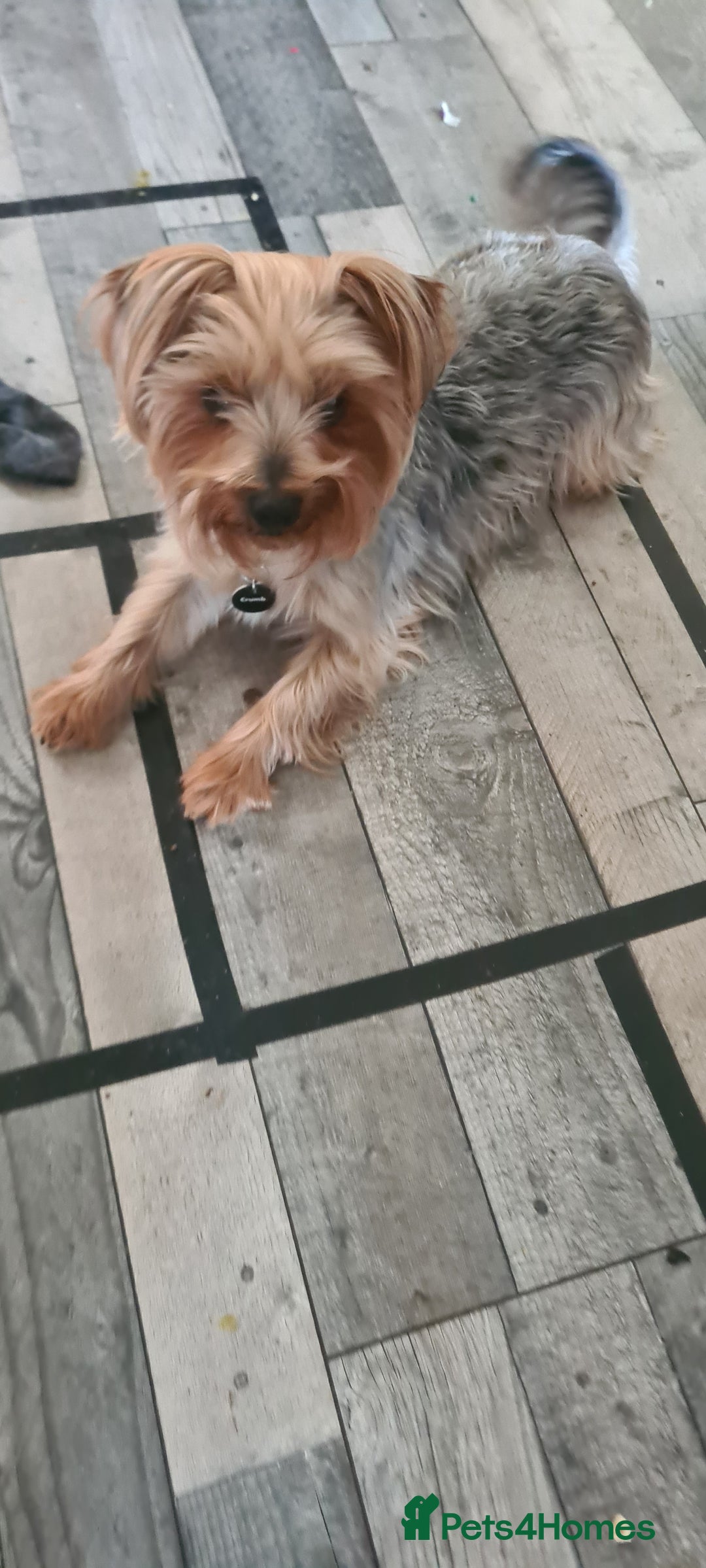 Yorkshire Terrier dogs for sale: Sweet natured boys - Image 4