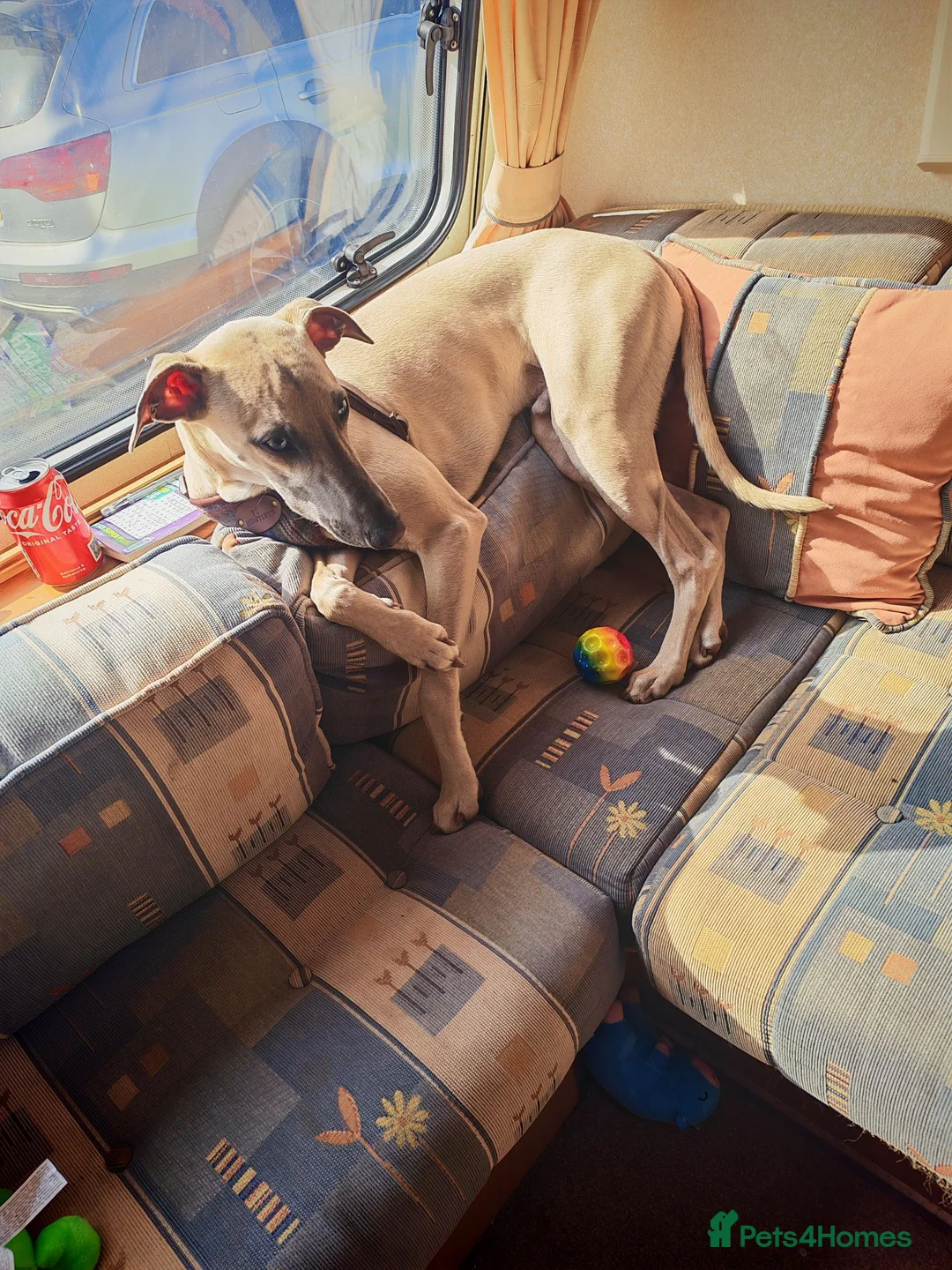 Whippet dogs for sale: Buddy  in Carlisle - Advert 1